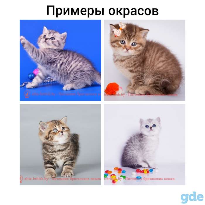 БРОНЬ котята британская короткошерстная, фотография 6