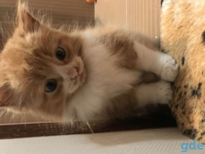 Котёнок рыжий, фотография 7