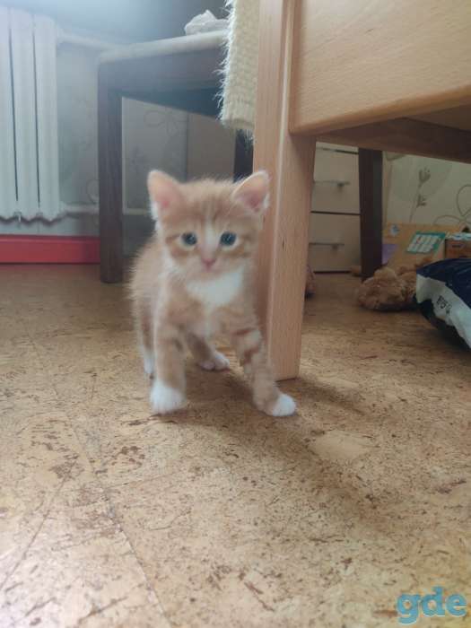 Котята в дар, фотография 4