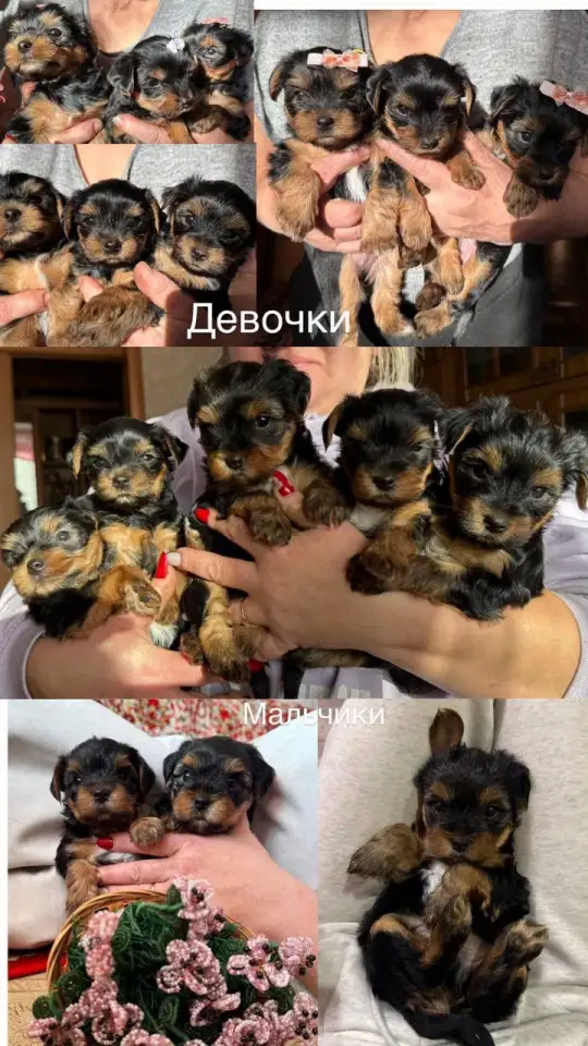 Йоркширский терьер, фотография 2