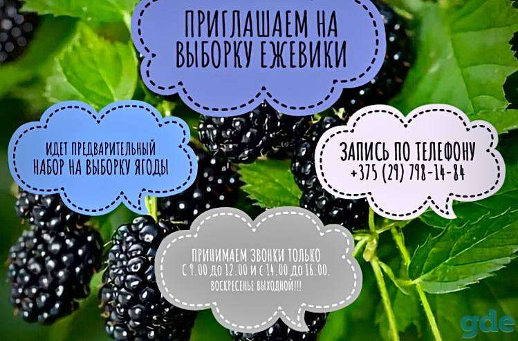Приглашаем на выборку ежевики, фотография 1