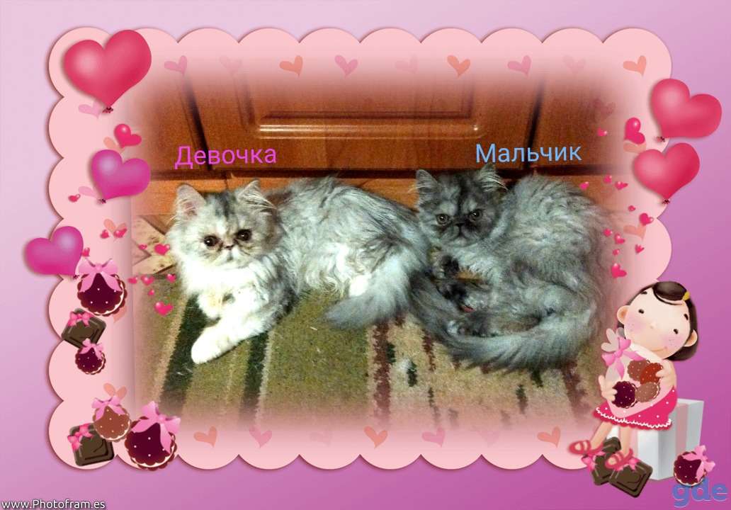Персидские котята экстремалы чистокровные персы., фотография 5