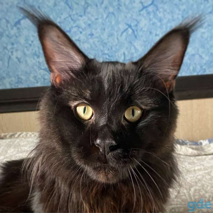 Котята Мейн Кун из Профессионального питомника, фотография 3
