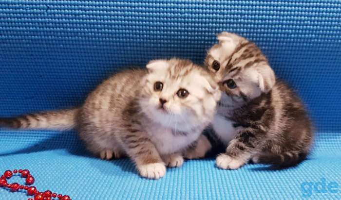 Шотландский котята, фотография 6