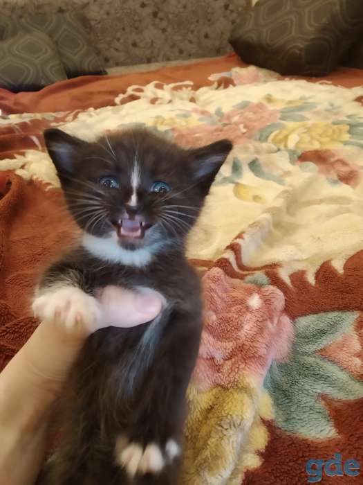 Котенок в дар, фотография 2
