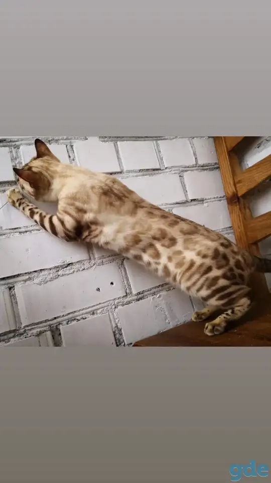 Бенгальские котята разного возраста и окраса, фотография 6