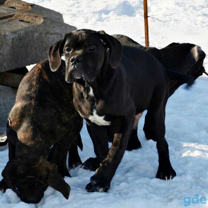 шикарные щенки кане корсо крови Голландии ,Италии,Сербии, фотография 2