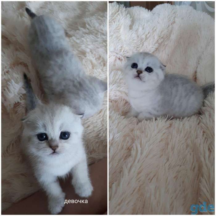 Котята шотландские серебристой и золотой шиншилки, фотография 6