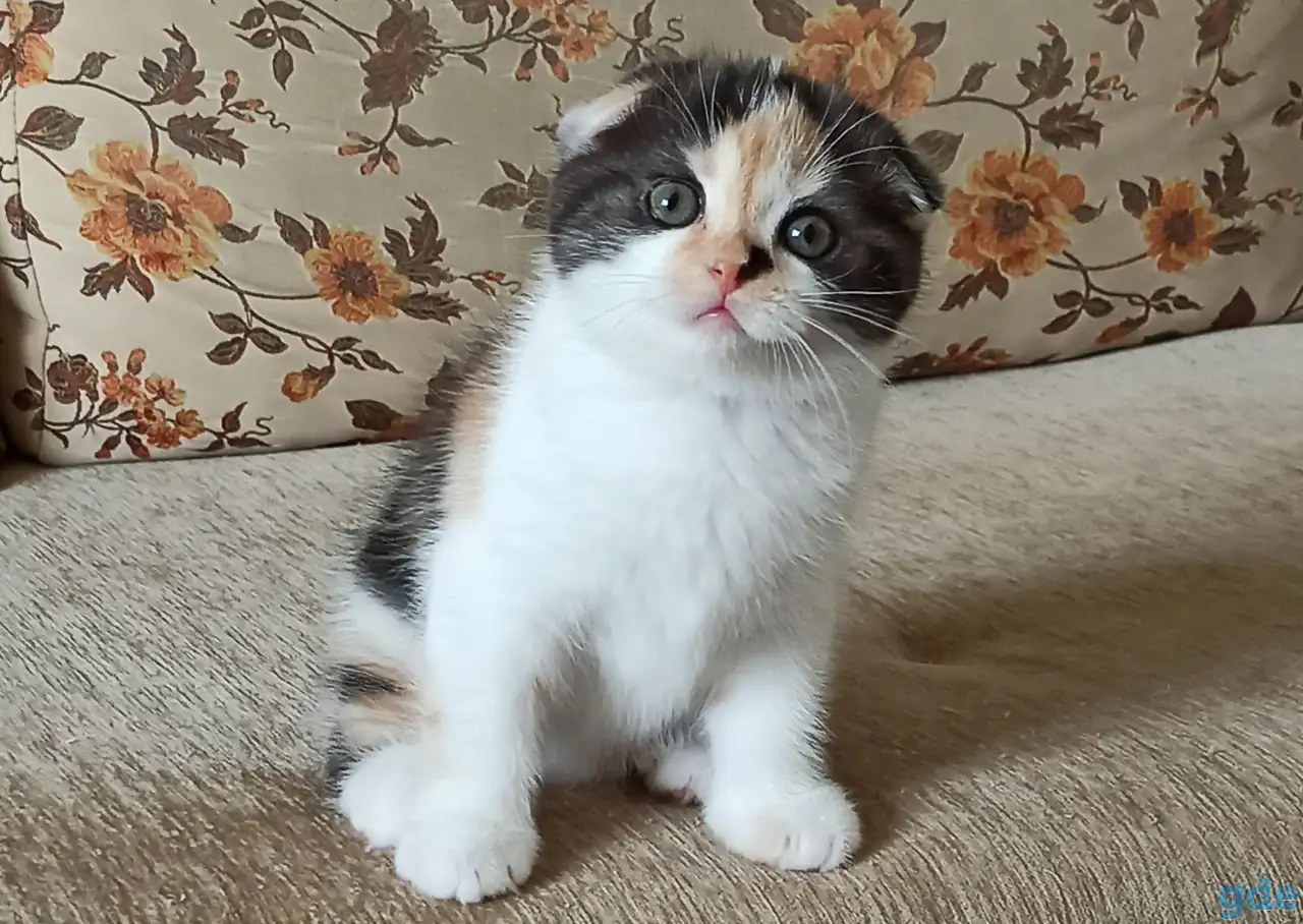 Шотландские котята яркого окраса, фотография 2