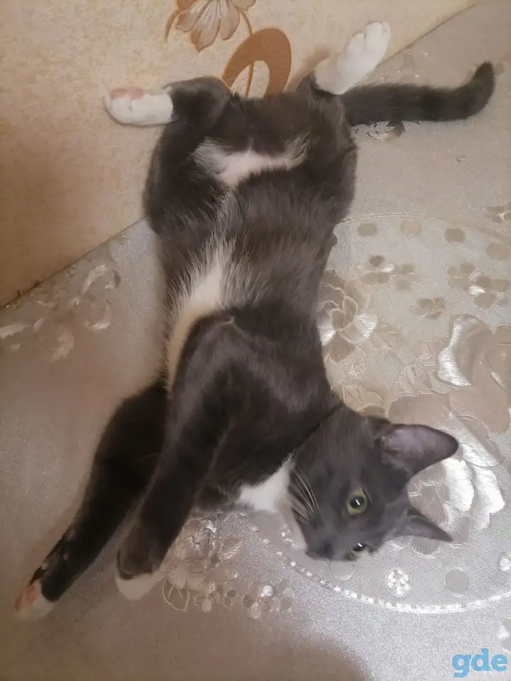 Котик в добрые руки, фотография 3