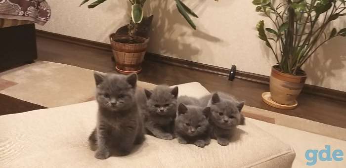 Британские котята, фотография 2