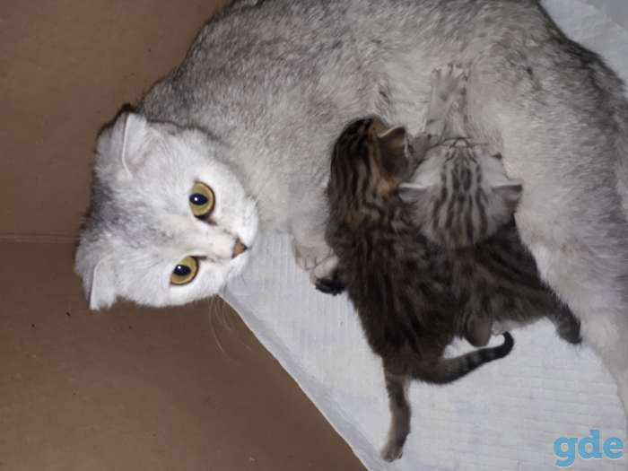 Продаются котята шотландские, фотография 4