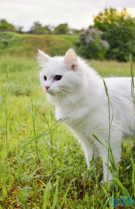Котята красавцы ищут дом!, фотография 1