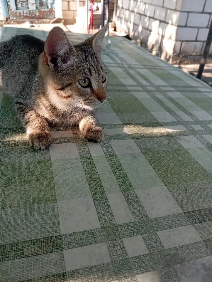 Котенок в дар, фотография 5