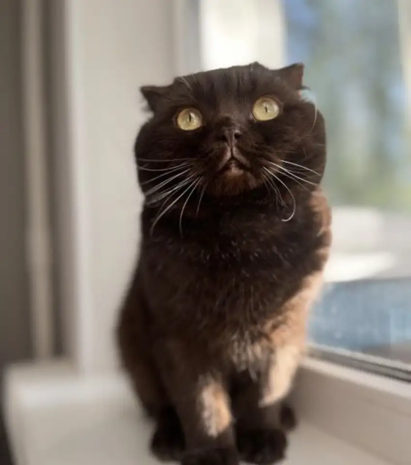 Шотландские котята, фотография 7