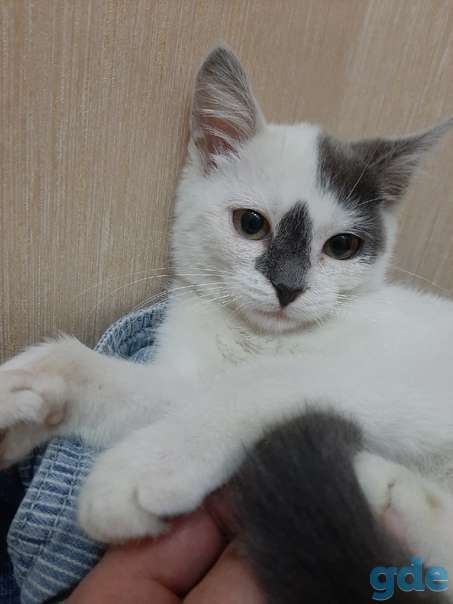Котенок ищет дом, фотография 1