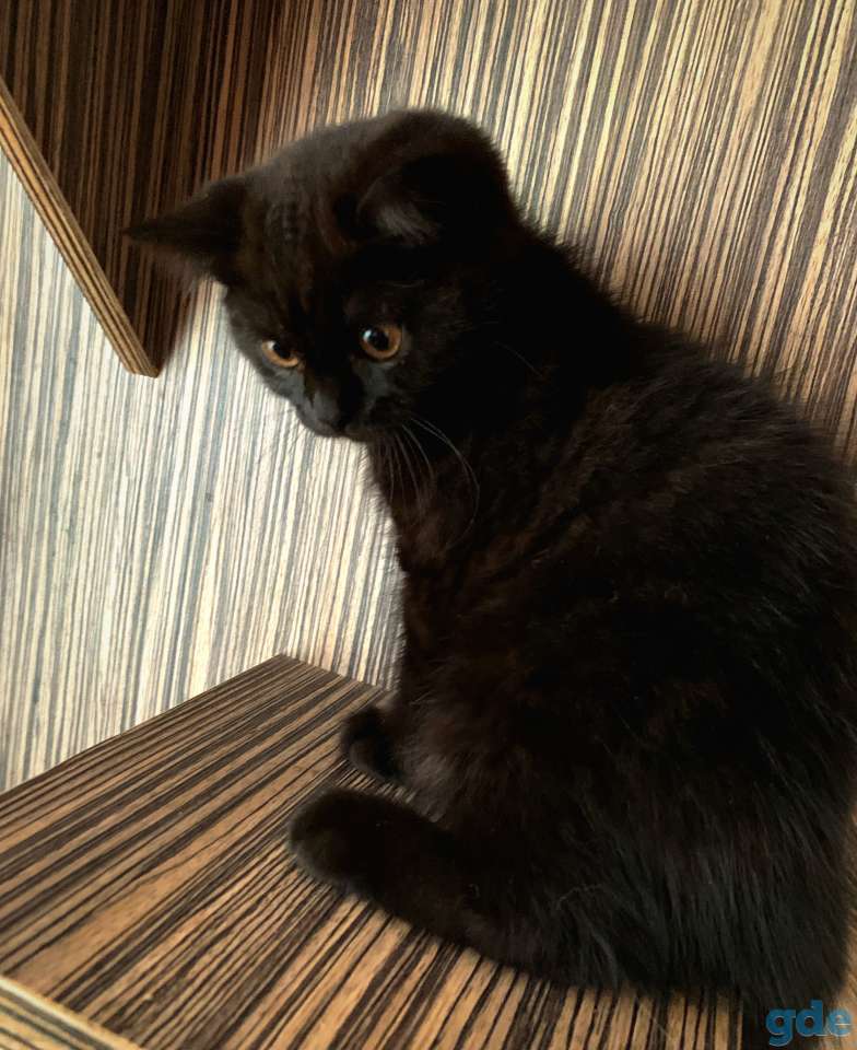 Шотландские котята Скоттиш-страйт, фотография 6