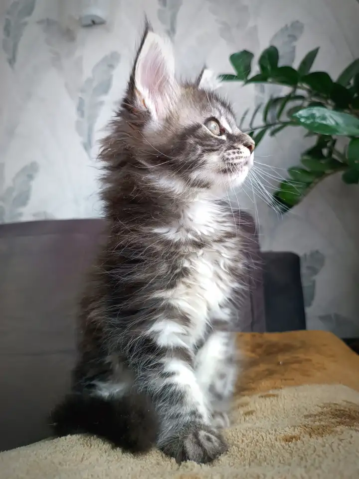 Котята Мейн-кун, фотография 3