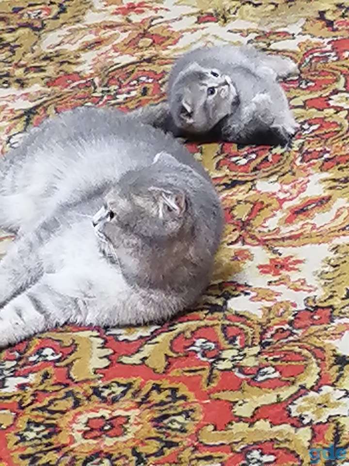Котята, фотография 2