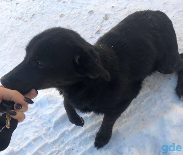 SOS.СРОЧНО. Ласковое Чудо. Щенок ОЧЕНЬ ИЩЕТ ДОМ., фотография 2