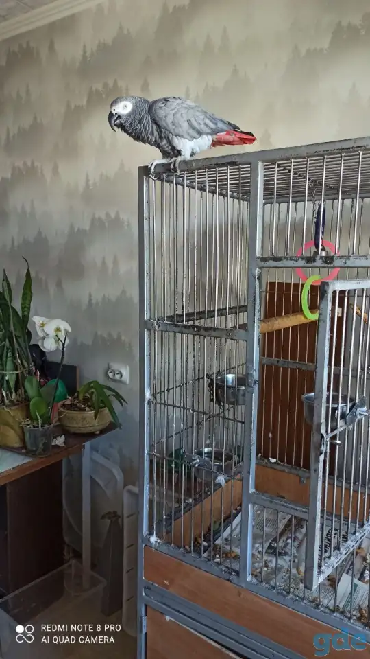 клетка для большого попугая, фотография 3