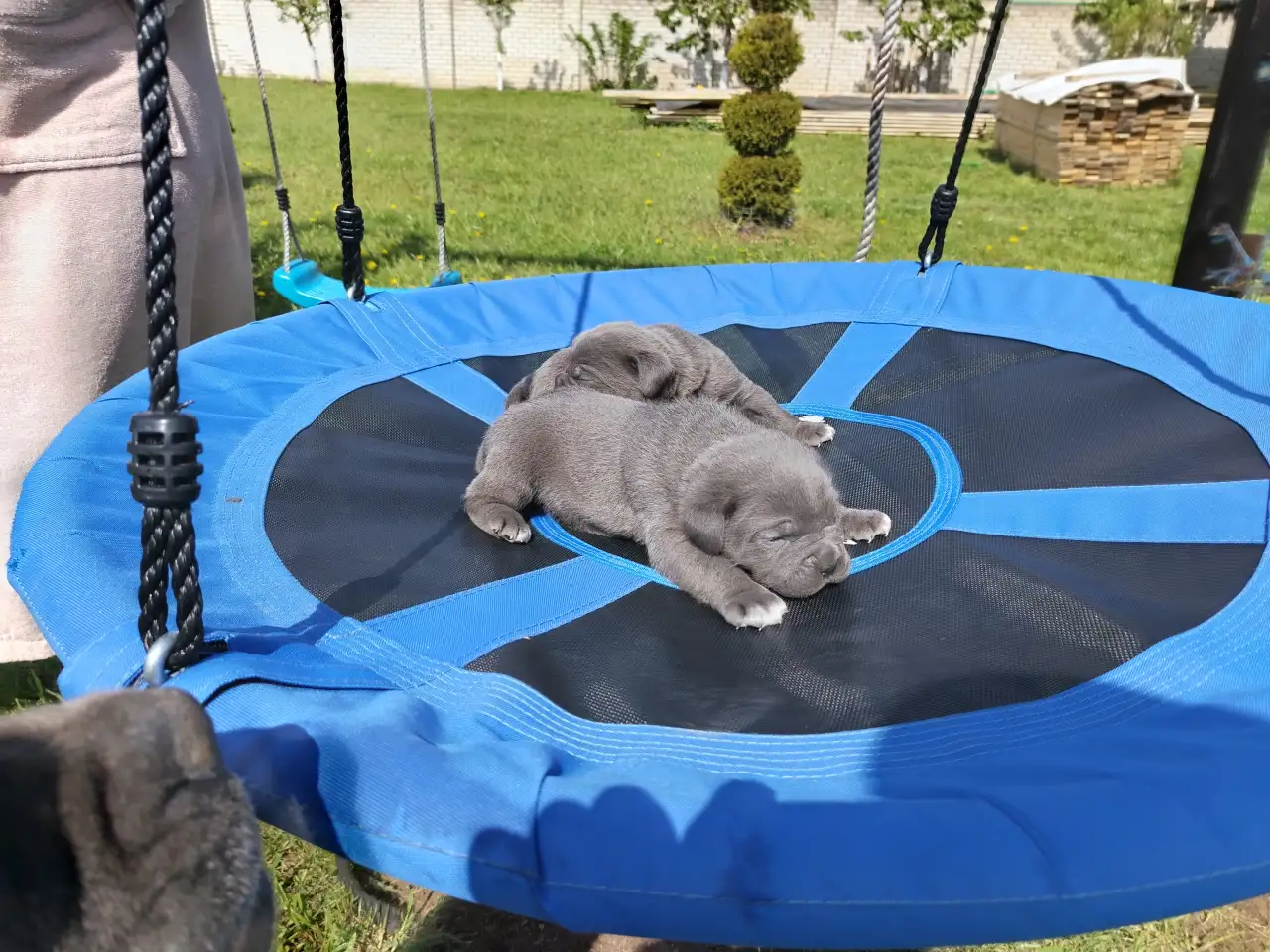 Шикарные щенки кане корсо, фотография 1