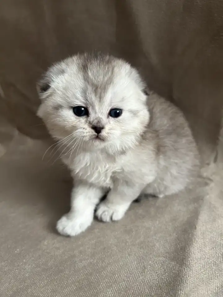 Шотландские вислоухие котята, фотография 4