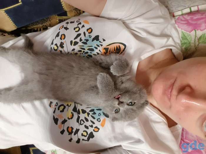 вислоухие котята, недорого!, фотография 2
