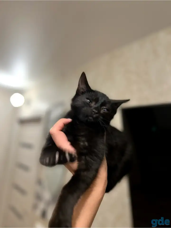 Котята в дар, фотография 2