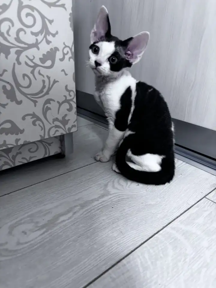 Котята девон рекс, фотография 5