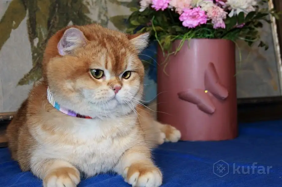 Племенной кот., фотография 4