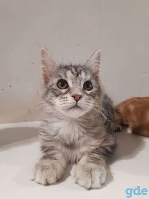 Котята Мейн КУН, фотография 5