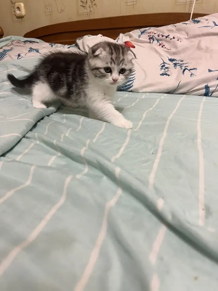 Шотландские котята, фотография 7