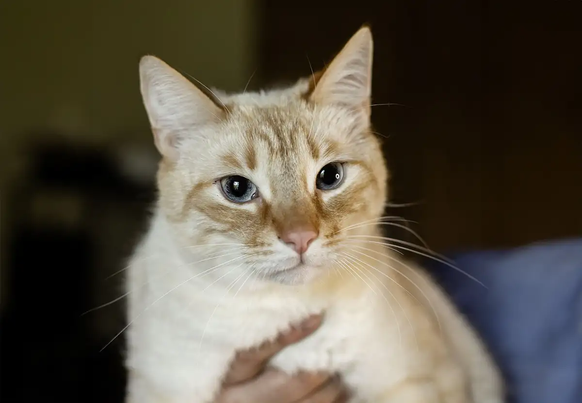 Нежный и красивый котик Беня в дар, фотография 1
