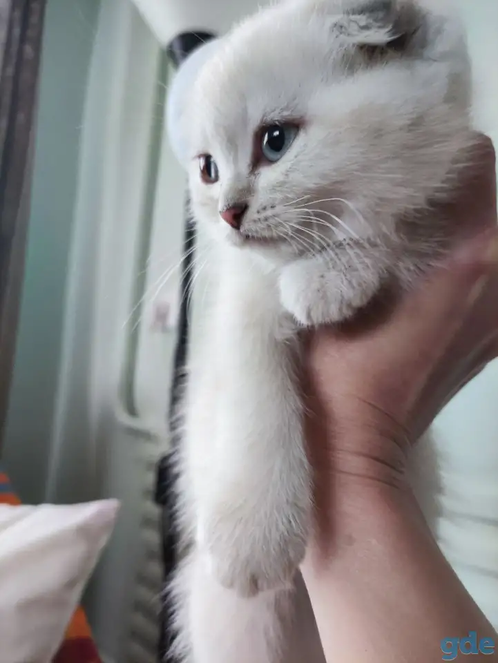 Шотландские котята, фотография 10