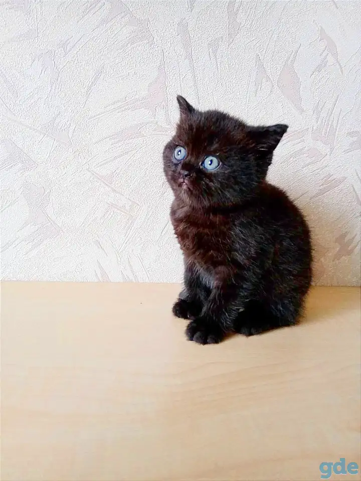 Шотландские котята, фотография 8