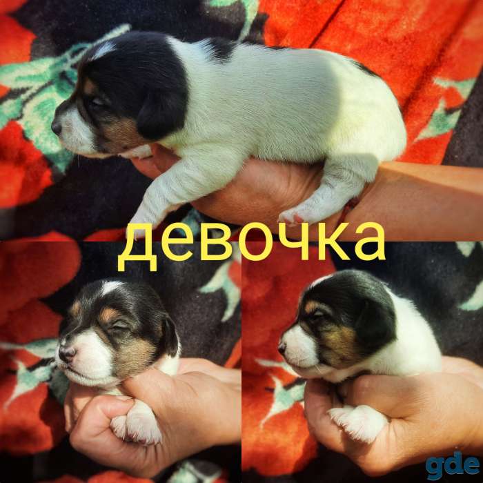 Щенки джек рассел терьера, фотография 3