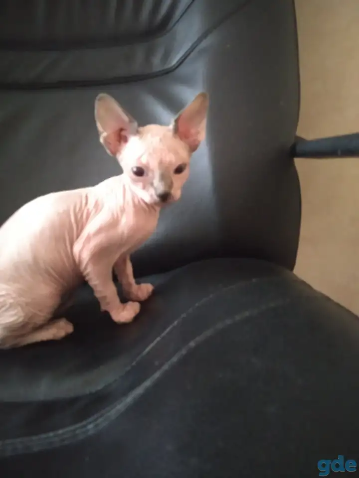 Канадский сфинкс котята, фотография 2