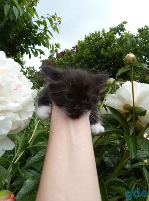 Отдам котят в хорошие руки, фотография 3