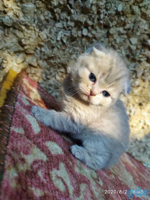 Котята шотландские вислоухие, фотография 6