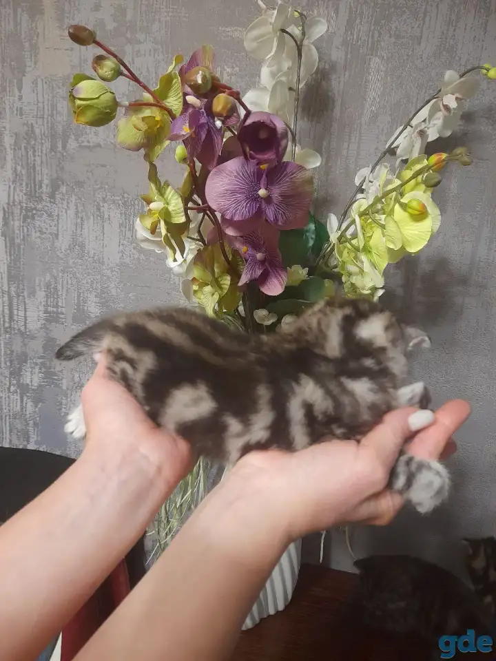 котята шотландские (страйт,фолд), фотография 2