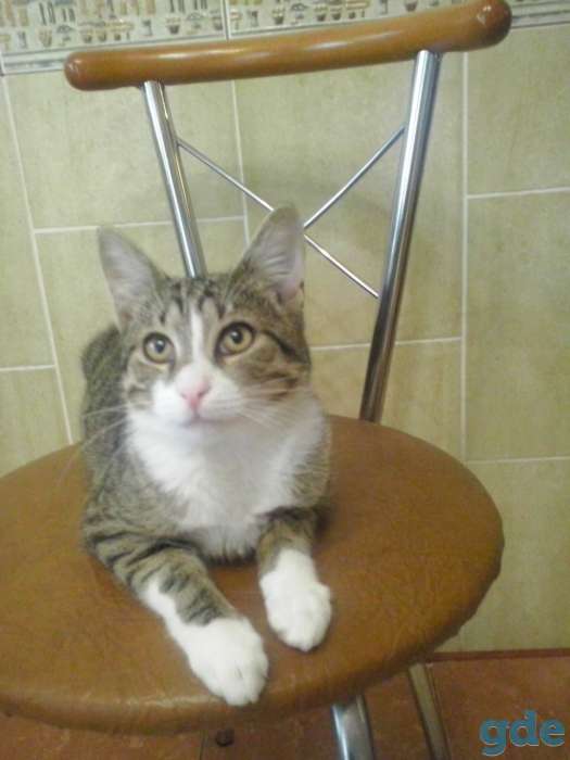 Котик Гоша в добрые руки!, фотография 3