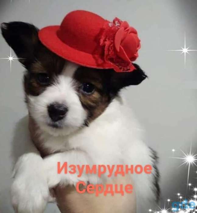 папийона щенок девочка, фотография 2