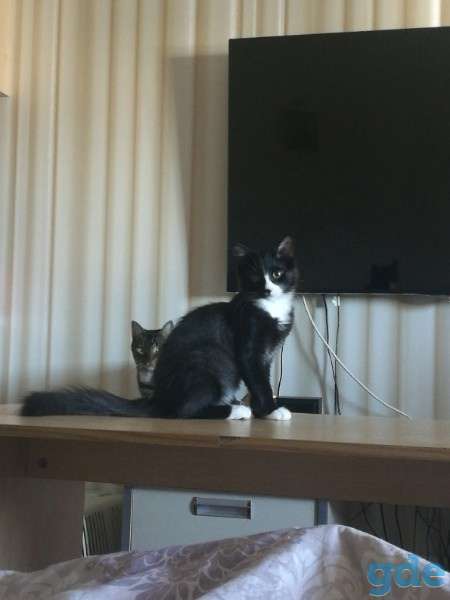 Котенок ищет дом, фотография 3