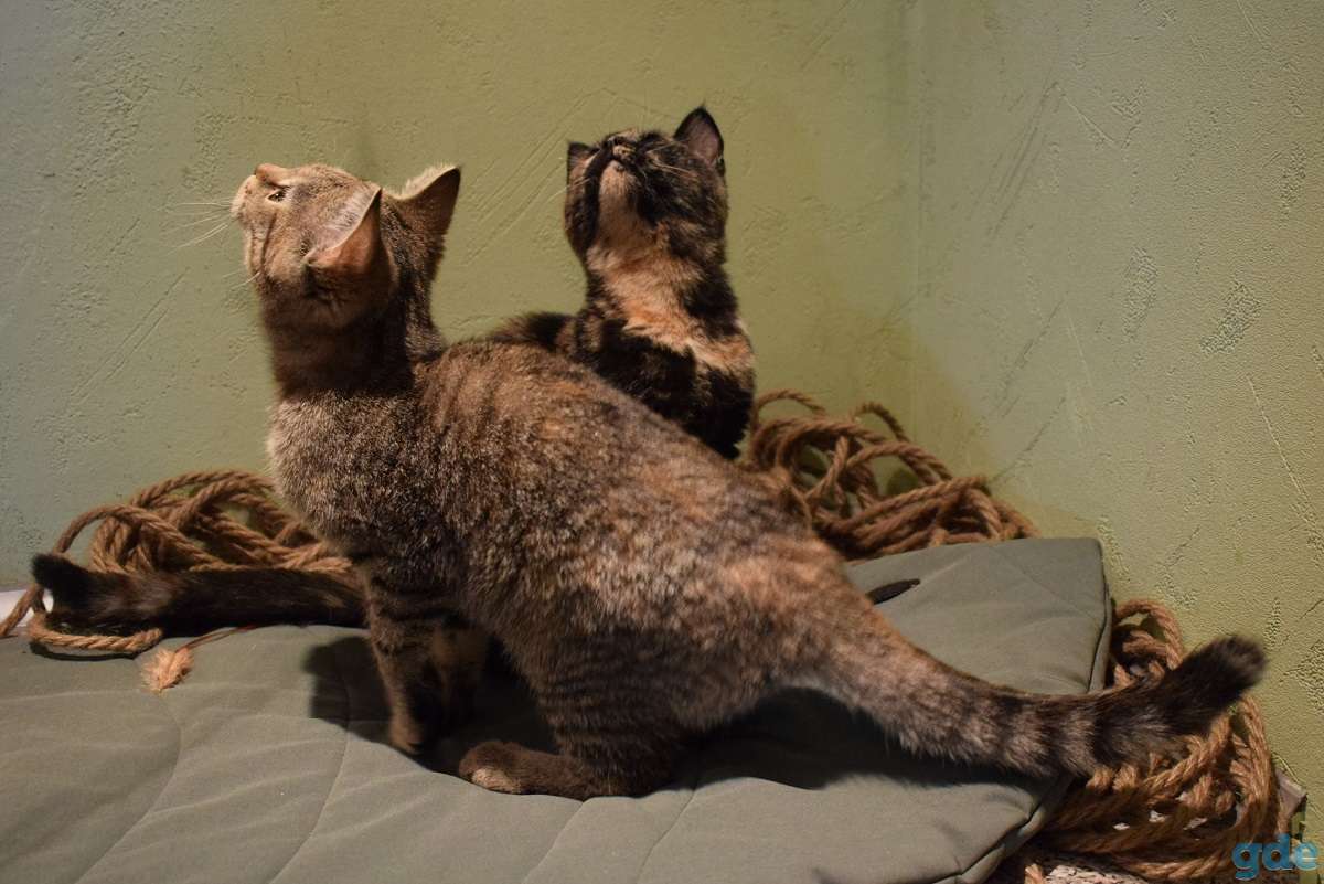 Европейские котята, фотография 1