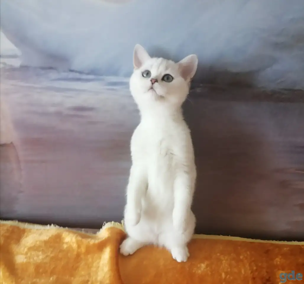 Британские котята, фотография 2