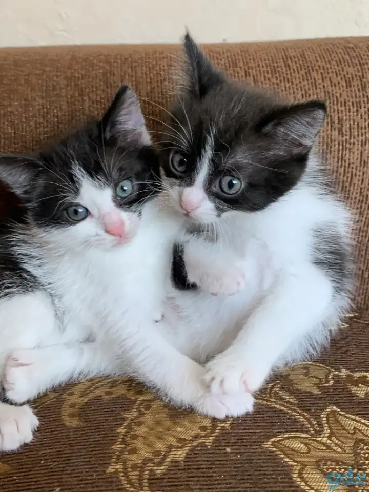 Котята ищут дом, фотография 1