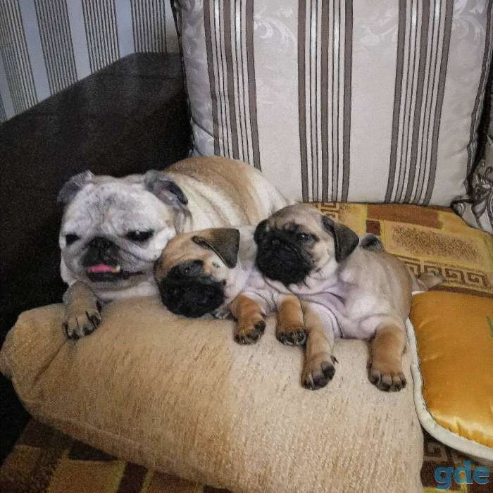 Любимые мопсики, фотография 12
