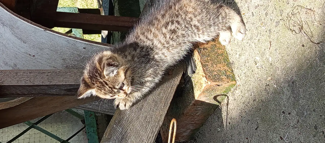 Котятаив добрые руки, фотография 4