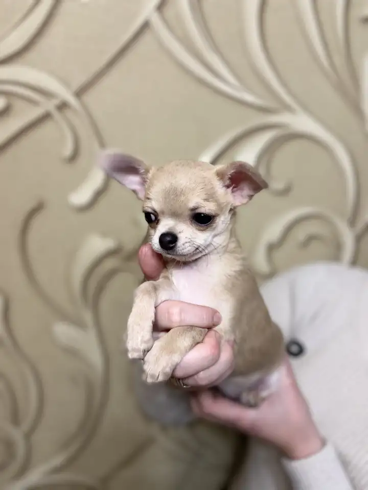 Щенки чихуахуа, фотография 3